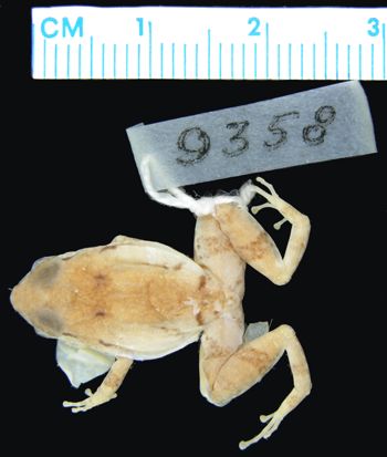 Media type: image; Herpetology A-9358